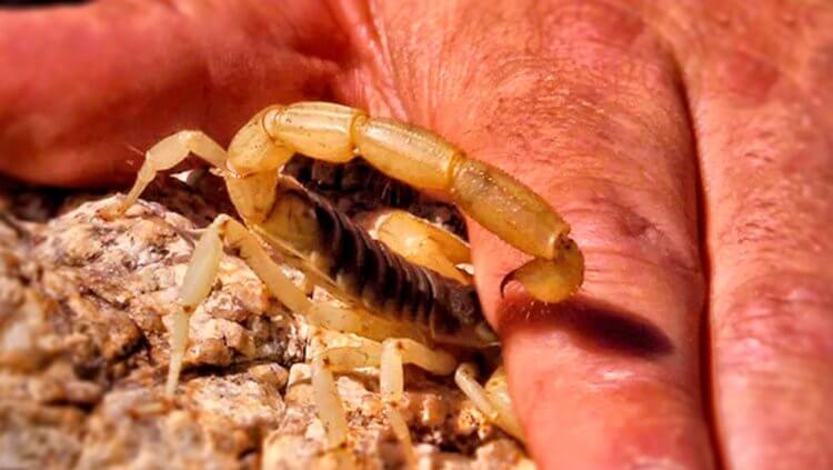 Что происходит с организмом человека после укуса скорпиона?
