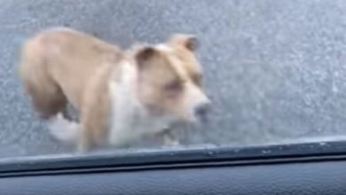 Фото - Чтобы забраться в машину, псу оказалась не нужна открытая дверь