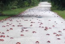 Фото - Дороги на острове перекрывают из-за мигрирующих крабов