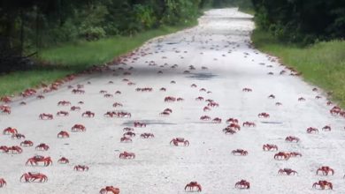 Фото - Дороги на острове перекрывают из-за мигрирующих крабов