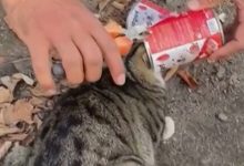 Фото - Голова кошки застряла в банке из-под корма, но животное спасли пожарные