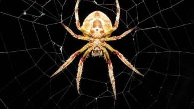 Фото - Из чего состоит паутина и как пауки плетут свои ловушки?