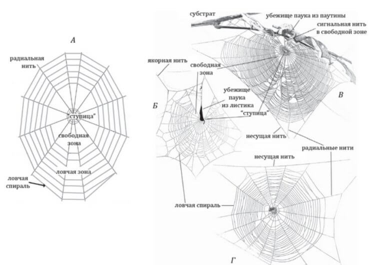 Из чего состоит паутина и как пауки плетут свои ловушки?