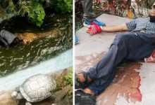 Фото - Крокодил, которого приняли за пластиковую скульптуру, напал на туриста