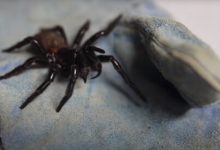 Фото - Крупный ядовитый паук был анонимно пожертвован в зоопарк