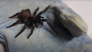 Фото - Крупный ядовитый паук был анонимно пожертвован в зоопарк