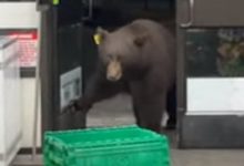 Фото - Медведь вторгся в магазин и случайно продезинфицировал себе нос
