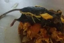 Фото - Мёртвая мышь в томатном соусе испортила настроение любительнице лазаньи