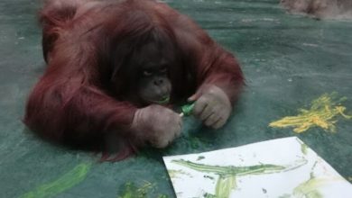 Фото - На рисунки орангутанов влияет их настроение и время года