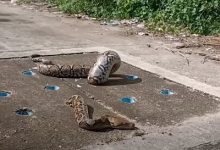 Фото - Неловкий питон очень неудачно застрял в крышке люка