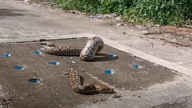 Фото - Неловкий питон очень неудачно застрял в крышке люка