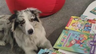 Фото - Особенные дети начали читать книги собакам в  челябинских библиотеках