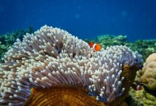 Фото - Почему коралловые рифы важны для человечества и как их спасти от гибели?