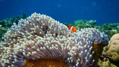 Фото - Почему коралловые рифы важны для человечества и как их спасти от гибели?