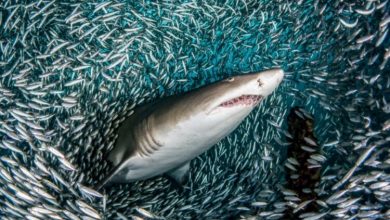 Фото - Почему рыбы трутся о тела опасных акул?