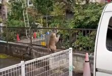 Фото - Полицейские безуспешно гоняются по городу за обезьяной