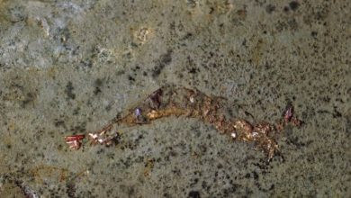Фото - Редкая окаменелость показала, что древние креветки прятались внутри моллюсков