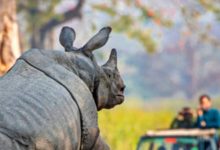 Фото - Спаривающиеся носороги на полчаса перекрыли движение машин