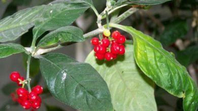 Фото - Тропическое растение может стать основой для лекарств против опасных болезней