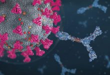 Фото - Ученые обнаружили антитело, способное противостоять разным штаммам коронавируса