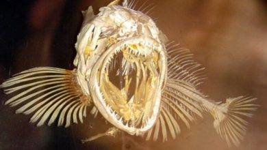 Фото - Ученые раскрыли секрет зубастого терпуга — рыбы с 555 зубами