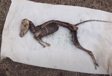 Фото - Учёные собираются исследовать скелет неведомого животного