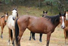 Фото - В Австралии отстреляют 10 000 диких лошадей, которые вредят природе