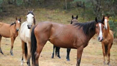 Фото - В Австралии отстреляют 10 000 диких лошадей, которые вредят природе