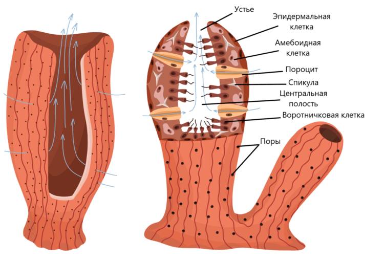 Внутренности губки позволяют выяснить как эволюционировали нервные клетки