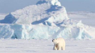 Фото - Арктику ожидают обильные дожди и вымирание животных