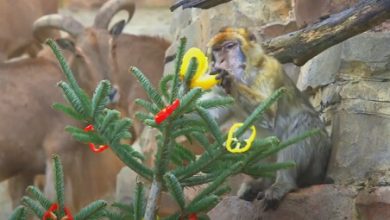 Фото - Бараны объели ёлку, предназначенную для обезьян