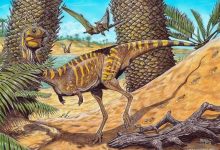 Фото - Что известно о новом беззубом динозавре из Бразилии?