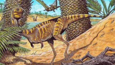 Фото - Что известно о новом беззубом динозавре из Бразилии?