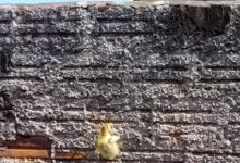 Фото - Чтобы совершить побег со двора, утка научилась лазать по стене