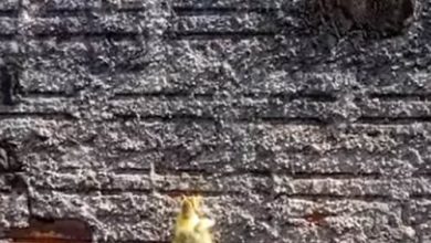 Фото - Чтобы совершить побег со двора, утка научилась лазать по стене