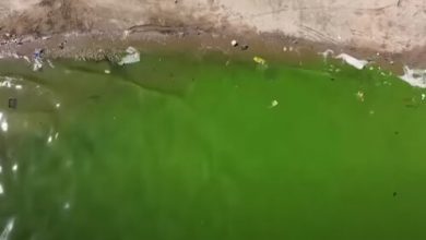 Фото - Из-за загрязнения вода в озере стала ярко-зелёной