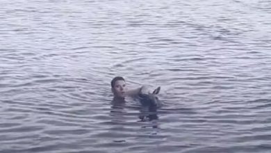 Фото - Кенгуру, оказавшийся в воде, получил помощь от случайного прохожего