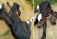 Фото - Корова, ставшая матерью в третий раз, родила телёнка с двумя головами