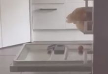 Фото - Курица снесла яйцо в посудомоечной машине