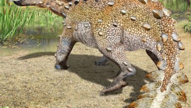 Фото - Окаменелое существо, найденное на юге Чили, имеет странное сочетание черт двух динозавров