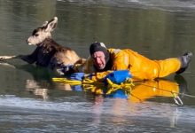 Фото - Оленя, который застрял на тонком льду, отбуксировали к берегу