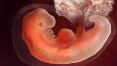 Фото - От кишечника зависит развитие сердца у эмбрионов