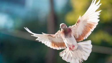 Фото - От столкновений с небоскребами гибнут миллиарды птиц. Как их может спасти белый шум?