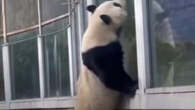 Фото - Панда попыталась сбежать из зоопарка