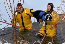 Фото - Пёс, частично провалившийся под лёд, был спасён пожарными