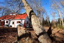 Фото - Поваленное дерево упало не в ту сторону и задело дом