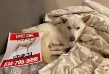 Фото - Пропавшая собака нашлась через две недели на горнолыжном курорте