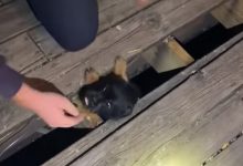 Фото - Разобрав пол, пожарные спасли щенка, оказавшегося под террасой