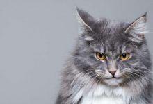 Фото - Ученые разработали тест для выявления кошек-психопатов. Как и где его пройти?