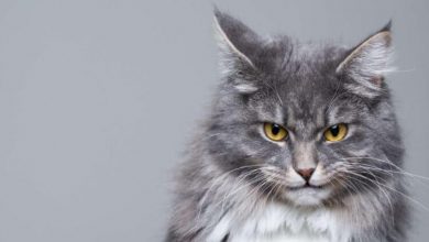 Фото - Ученые разработали тест для выявления кошек-психопатов. Как и где его пройти?